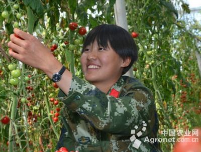 金鹏西红柿种植技术