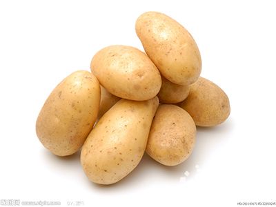 商薯19红薯苗批发