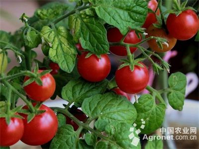 圣罗兰系列西红柿病虫害及防治