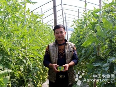 洛基番茄育种技术