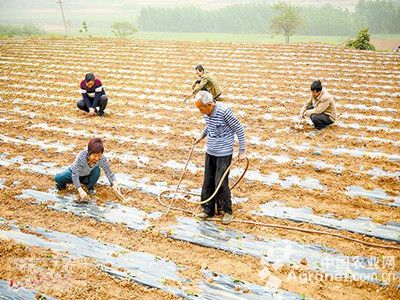 巨丰芦笋种植技术