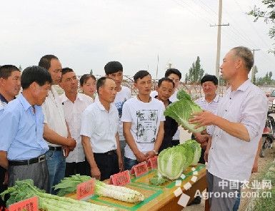 秋季王白菜储藏技术