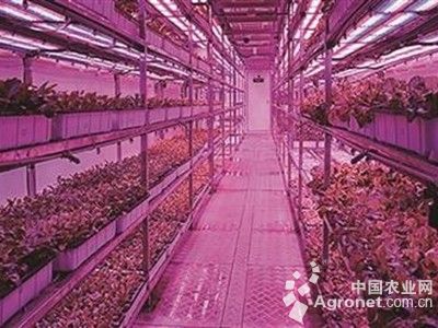 花叶木薯的养殖方法