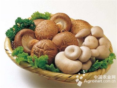 姬菇种植方法及材料