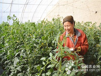 红菜苔种子怎么种植