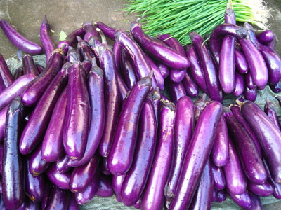 紫红豇豆品种