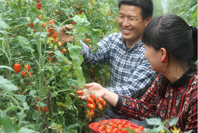 罗拉西红柿育种技术