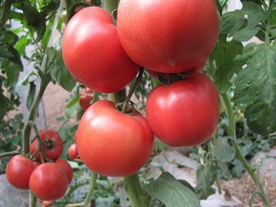 西红柿有哪些虫害