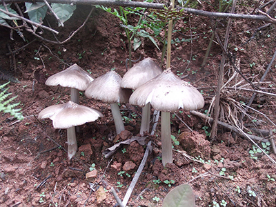 银盘蘑菇照片