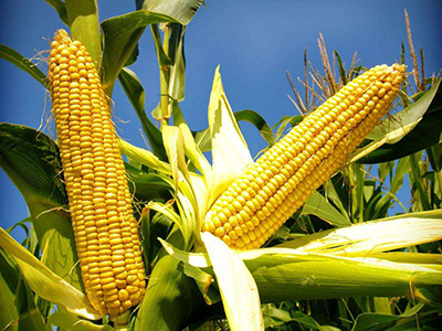 玉米化肥价格