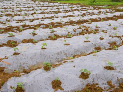 露地西葫芦种植技术和管理