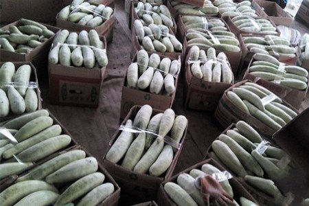 天津甜豌豆种子