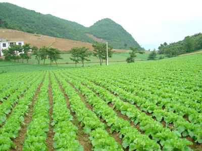 福建种植日本红薯
