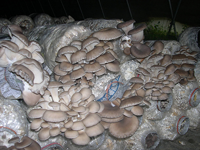松乳菇规模栽培技术