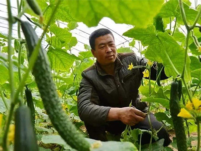 北京小杂60白菜种子公司