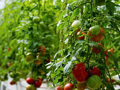西红柿管理技术视频