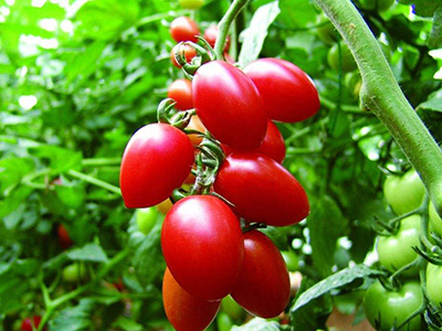 树番茄种子