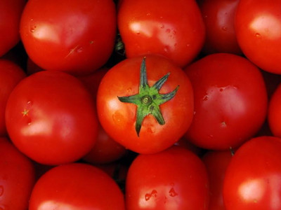 多瑞吉星西红柿种子价格