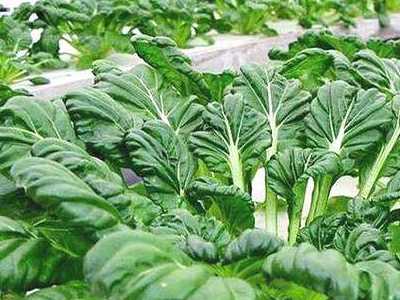 蔬菜市场的菠菜每500g
