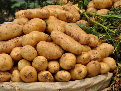 丽薯6号土豆市场批发价格