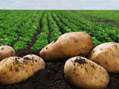 大白花土豆品种有哪些