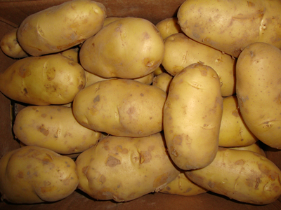 荷兰十五土豆产量