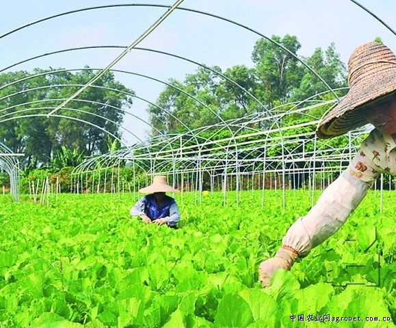 竹丝长茄育种技术