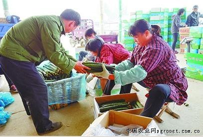 南江：培育壮大蔬菜基地 缓解蔬菜供求矛盾