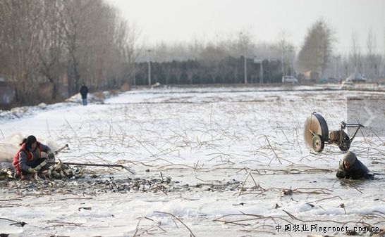 北京大兴区种子站对品试基地进行安全检查（图）