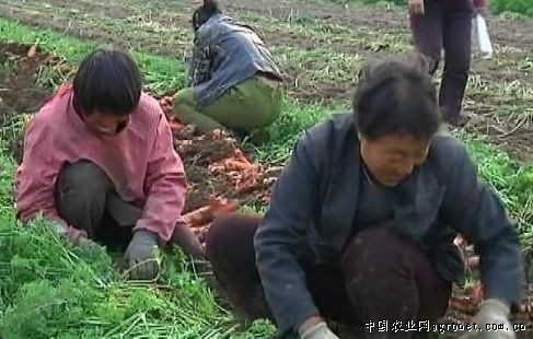 杭州大葱种植技术