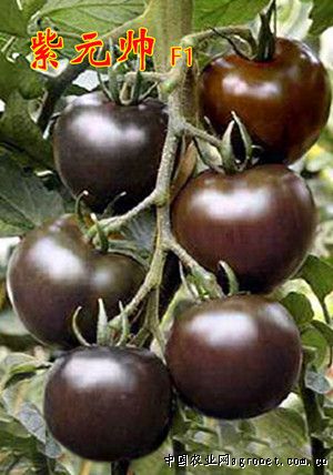 莲藕种植技术和施肥