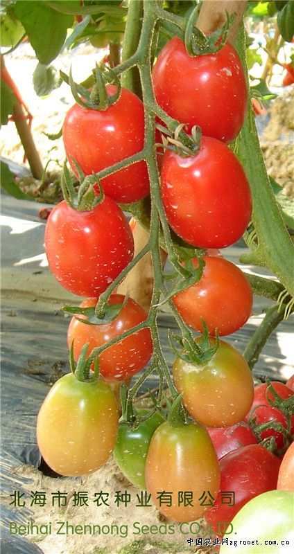 草莓椒种植大户
