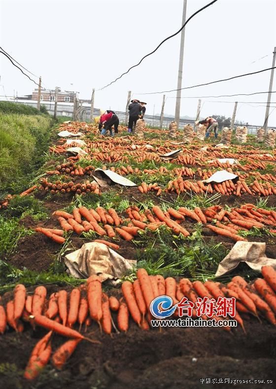 河南：灵宝阳平镇扩大香菇生产规模拉升产业链条