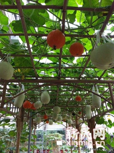 鸡蛋茄的种植方法