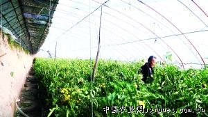 芥蓝种植技术视频