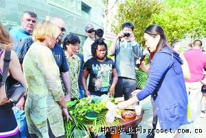 紫白菜市场价格多少钱一斤
