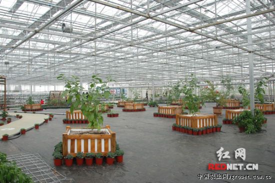 重庆茶树菇种植