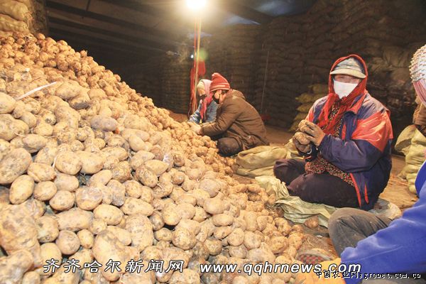 米拉土豆贮藏方法