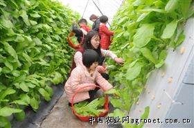 柳江莲藕育种技术