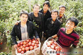 红秋葵卖多少钱一斤
