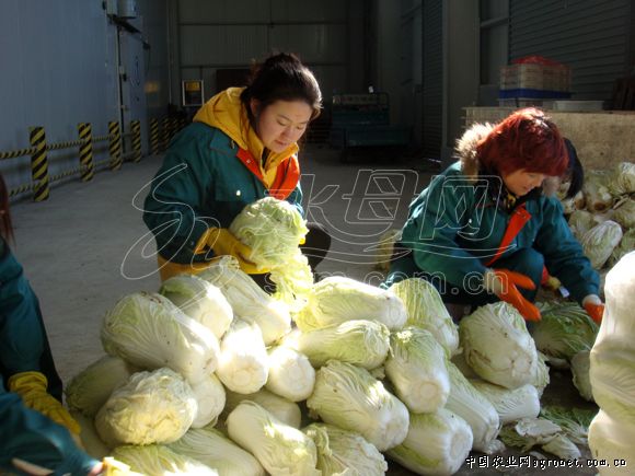 宁夏西吉引进缅姜促蔬菜产业多元化