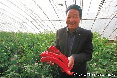 茄子育苗方法
