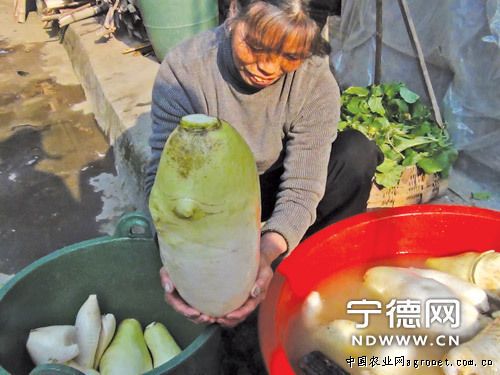 三青王莴笋种植技术