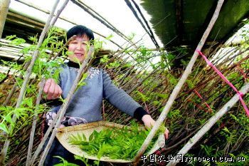 辽宁“六举措”助力设施蔬菜产业蓬勃发展（图）