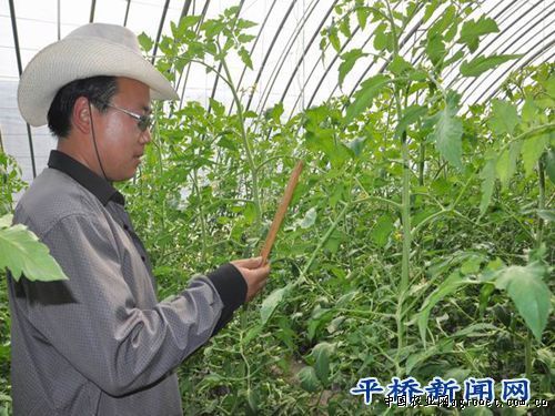 露地秋葵种植技术