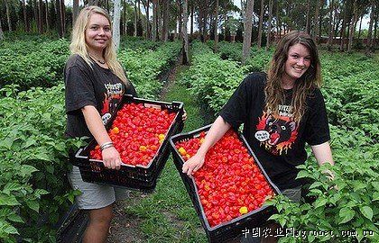 粉迪尼217番茄种子