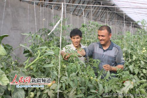 坤禾青梗菜育种技术