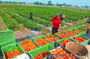 北京香菜供应信息