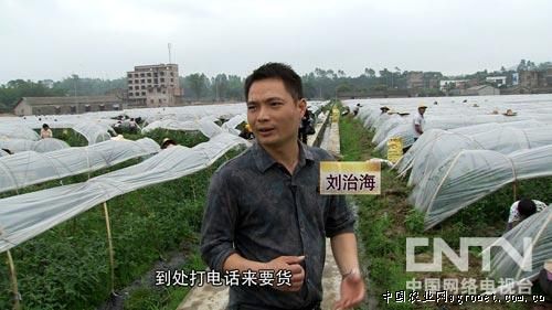 北京553红薯种子