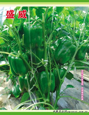 坤禾青梗菜种植技术
